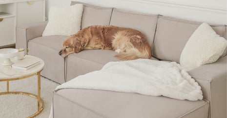 Comment garder son canapé en parfait état avec des enfants et des animaux à la maison?